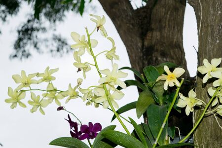 Wild purple and white orchid (philinopsis) on a tree in a jungle, Vietnamの写真素材
