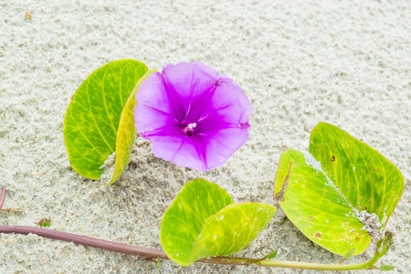 Purple flower of morning glory on white sand - background texture with one flower macroの写真素材