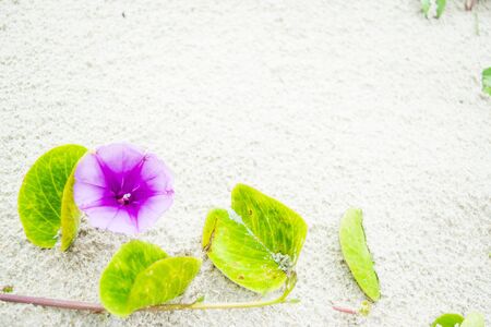 Purple flower of the morning-glory on white sand - background texture with empty spaceの写真素材