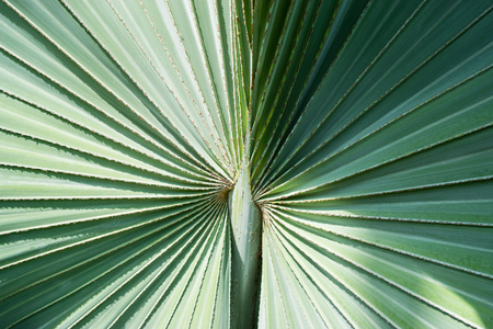 Palm leaf green texture - light and shadowの写真素材