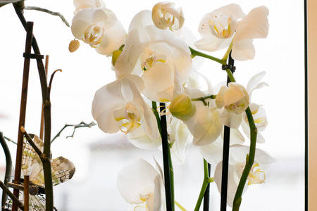 White orchid Phalaenopsis at home windowの写真素材
