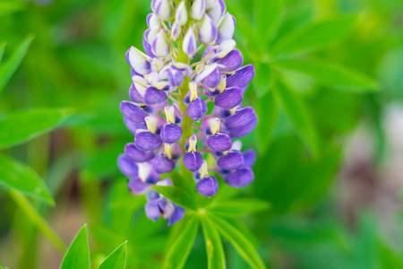 One Flower of violet lupine in a gardenの写真素材
