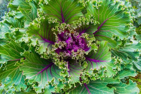 ornamental kale for garden decorationの写真素材