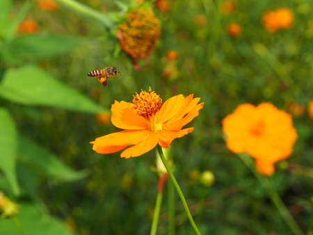 Bees flying to Kasornの写真素材