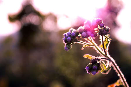 Little beauty blossomの写真素材