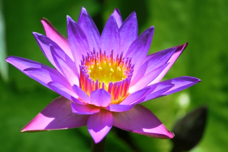 Purple lotus in the morningの写真素材