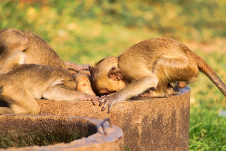Thirsty monkeys are drinking water from the fountain