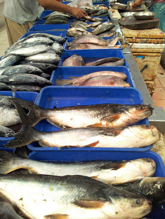 Choosing fish in marketの写真素材