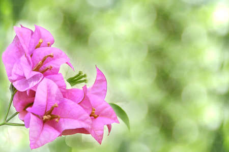 Pink flowersの写真素材