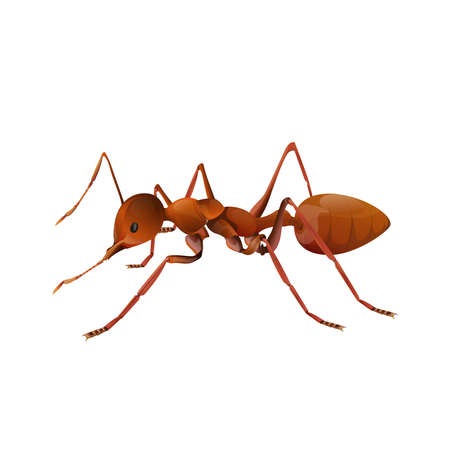 Ant isolated on white background, vector illustration.のイラスト素材