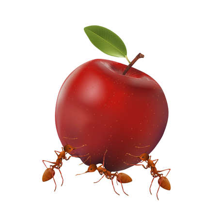 The Ants powerful carrying apple isolated on white background, vector illustration.のイラスト素材