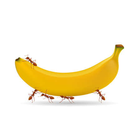 ants and banana isolated on white background, vector illustration.のイラスト素材