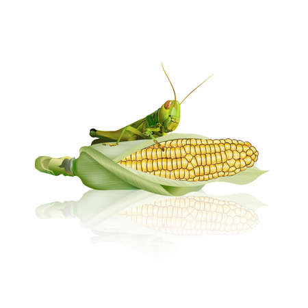 Grasshopper eating corn isolated on white background, vector illustration.のイラスト素材