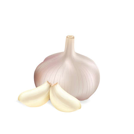 Garlic isolated on white background, vector illustration.のイラスト素材