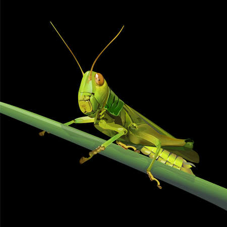 Grasshopper on grass isolated on black background, vector illustration.のイラスト素材