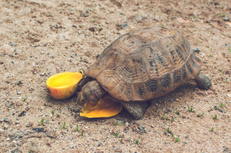 Turtle eating mangoes on the ground.の写真素材