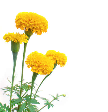Beautiful marigold flowers on white background.の写真素材