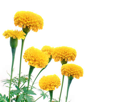 Beautiful marigold flowers on white background.の写真素材