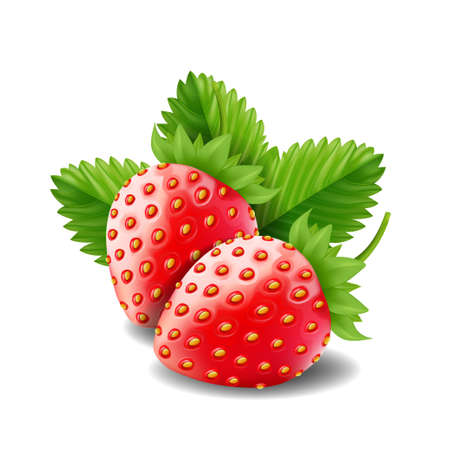 Strawberry isolated on white background, vector illustration.のイラスト素材