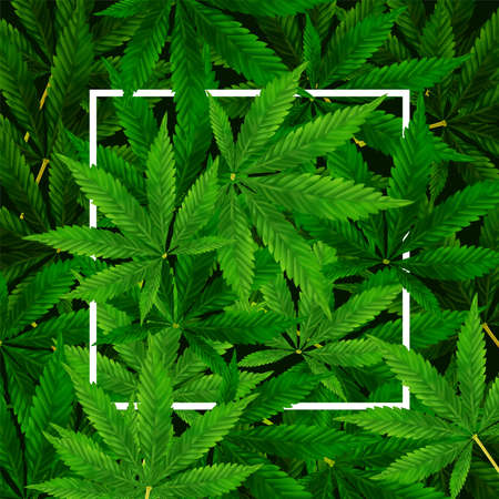 Marijuana or Cannabis Leaf background. Realistic vector illustration of the plant in top view.のイラスト素材