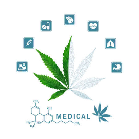 Green leaves of medicinal cannabis is extracted for the cure of many diseases. Medical marijuana concept on white background, vector and illustration.のイラスト素材