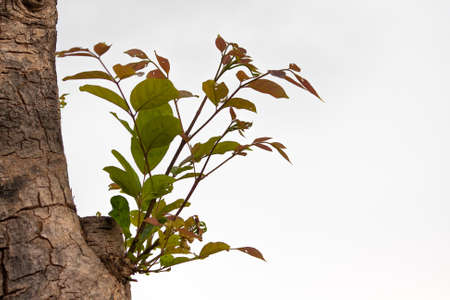 A tree with a white の写真素材