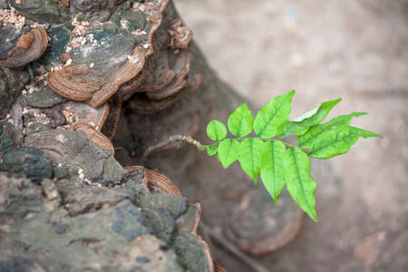 Little tree grow in a woodの写真素材