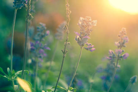 Flower sunset in the gardenの写真素材