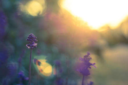 Flower sunset in the gardenの写真素材
