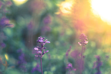 Flower sunset in the gardenの写真素材
