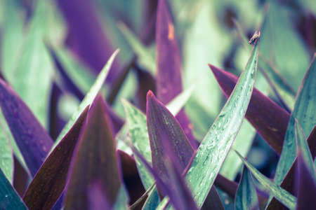 Purple grass and flyの写真素材