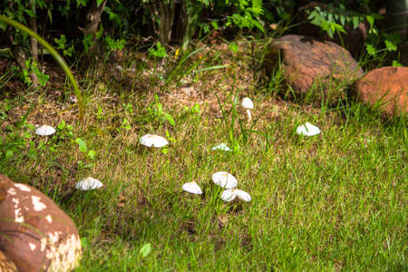 Mushroom in the gardenの写真素材