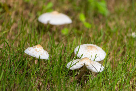 Mushroom in the gardenの写真素材