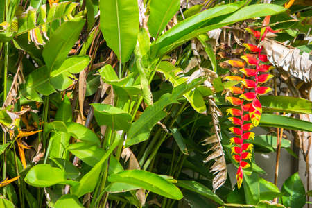 flower in the garden の写真素材