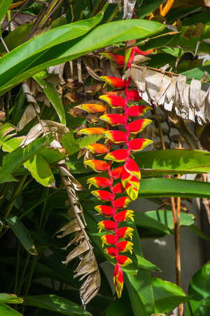 flower in the garden の写真素材