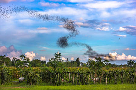 Millions of bat seek for food in eveningの写真素材