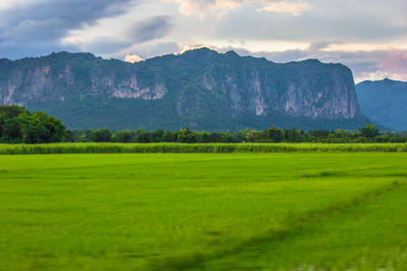 Rice filed bed in harvest season, Thailand の写真素材
