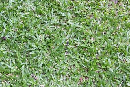 grass background