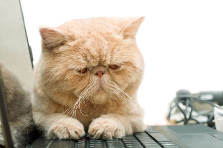 Little British CPA garfield cat sitting on laptop, isolated on whiteの写真素材