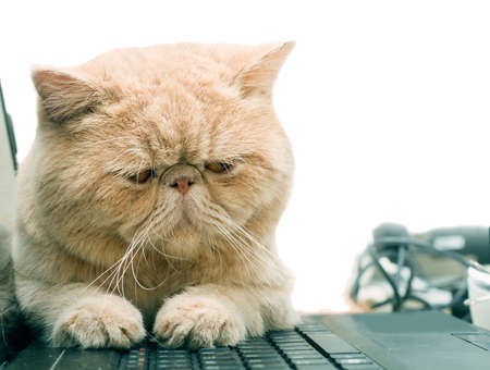 Little British CPA garfield cat sitting on laptop, isolated on whiteの写真素材