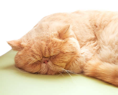 In winter and srping where it feels code, people and cat like lying in warm places and rather than wake upの写真素材