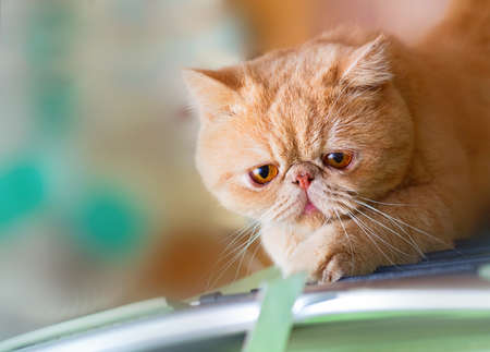 Cute British CPA garfield cat seriously scratching a chairの写真素材