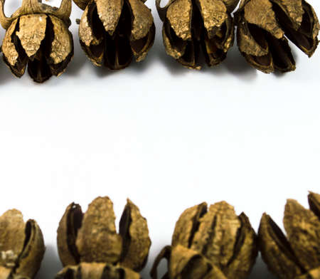 Dry fruit of Lagerstroemia speciosa tree isolated on white background