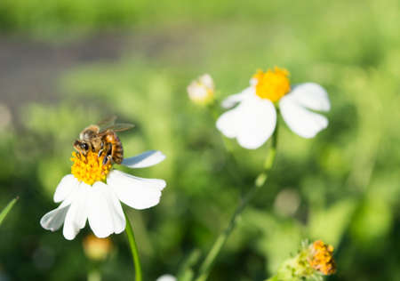 bee  and  daisy on white flowerの写真素材