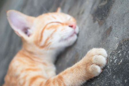 Sweet Dreams, Sleeping Catの写真素材