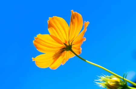 orange cosmos flowerの写真素材