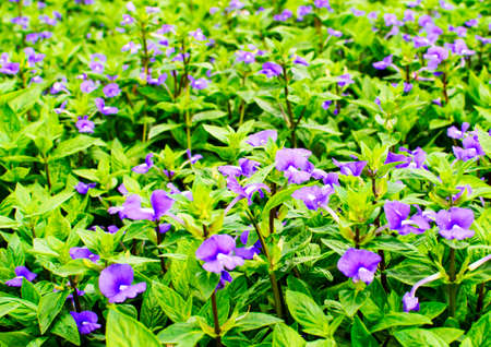 Blue Hawaii flowerの写真素材