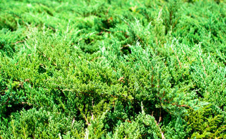 Christmas tree branches