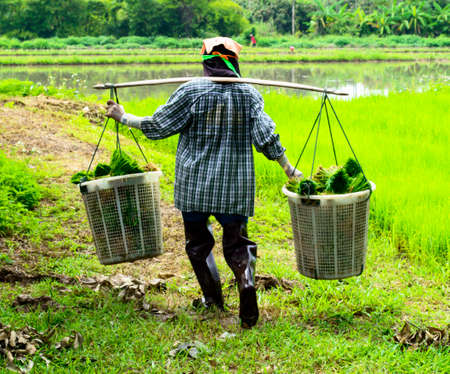 man worker at farm work carrying green rice grassの写真素材