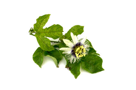 passion flowerの写真素材